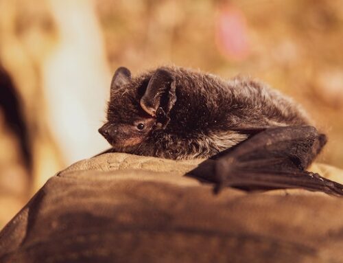 Europe’s First “Bat-Friendly City”